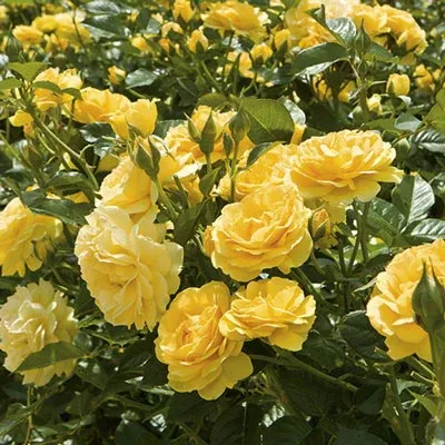 Floribunda - Julia Child Rose