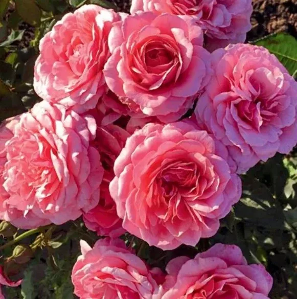 Floribunda - Uptown Girl Rose