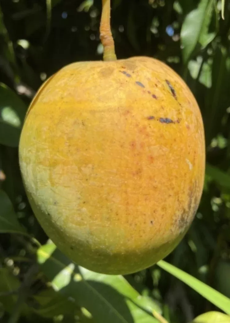 Florigon Mango Tree