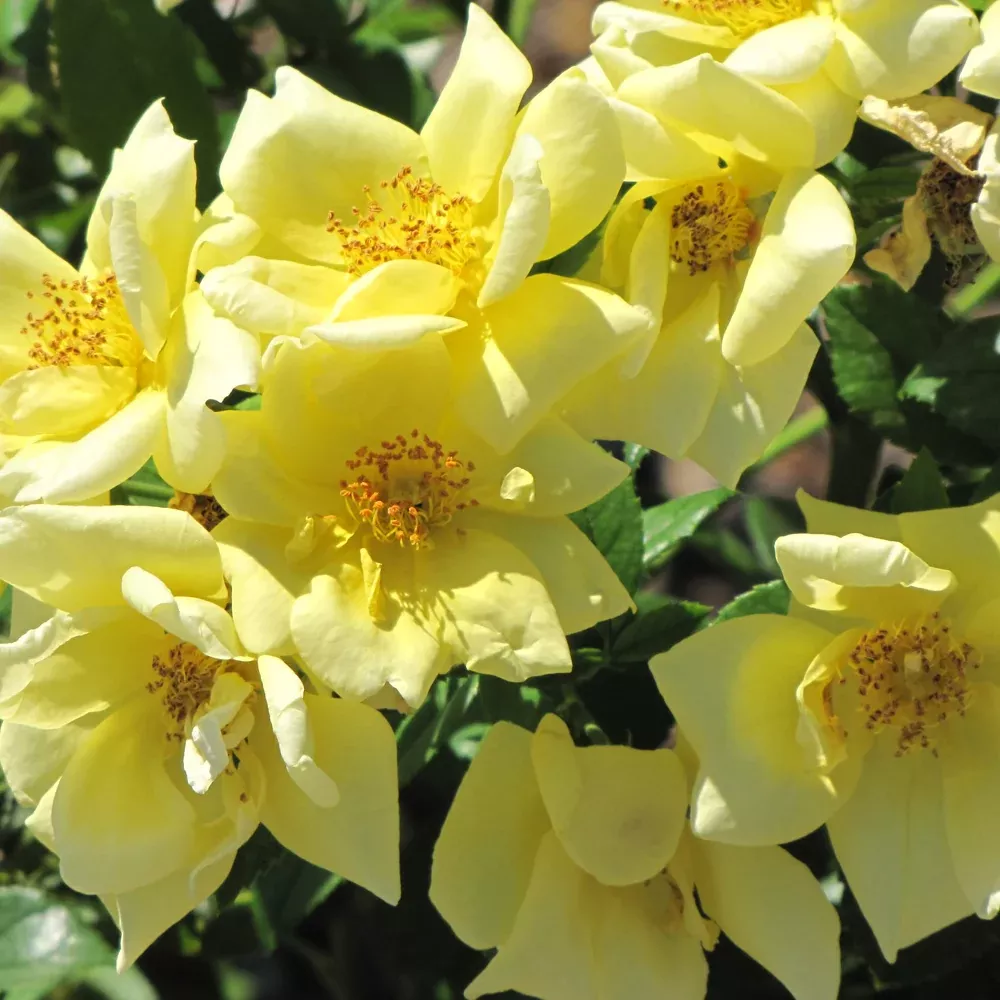 Flower Carpet Yellow Rose