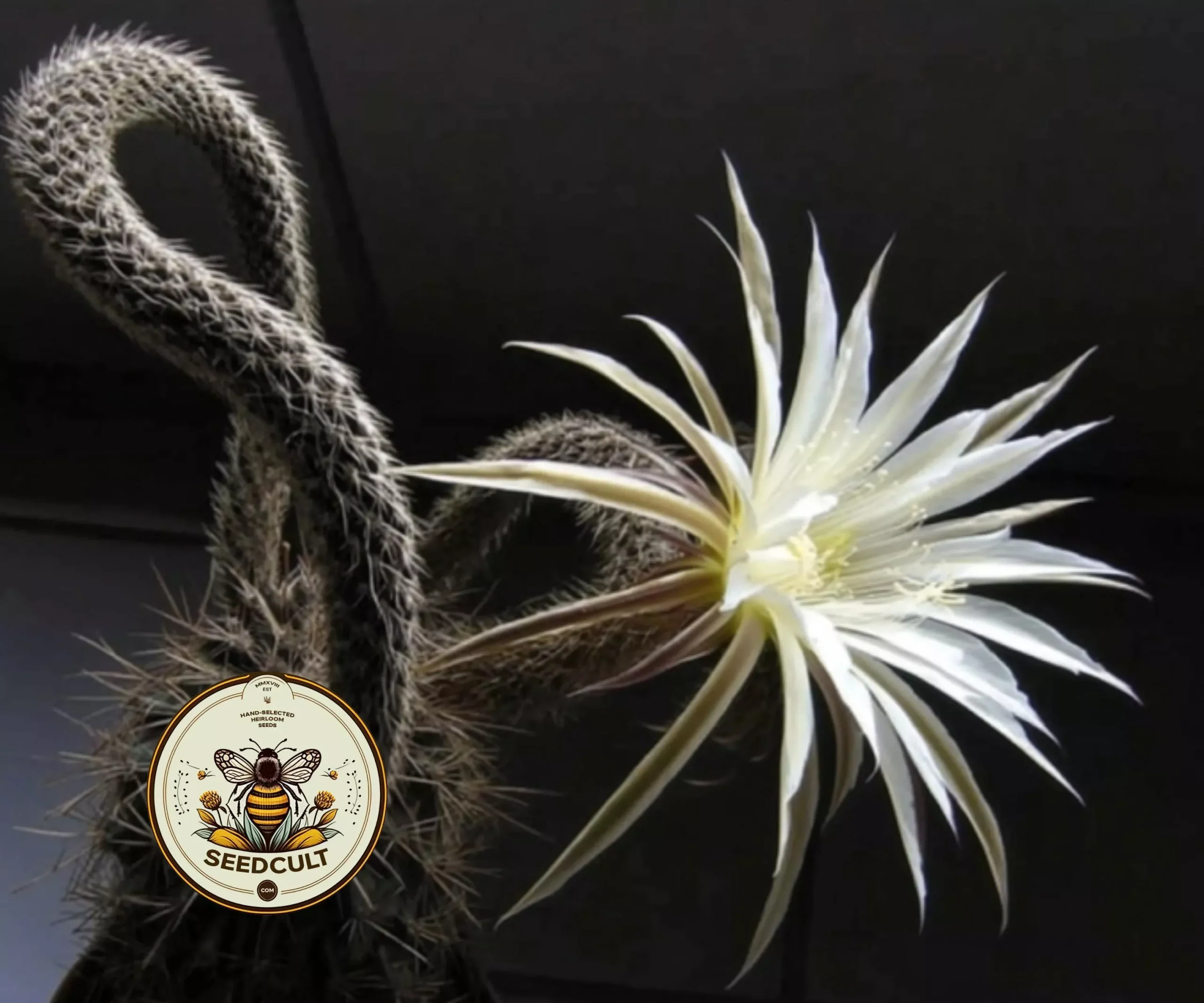 FLOWER OF PRAYER HOUSE PLANT CACTUS