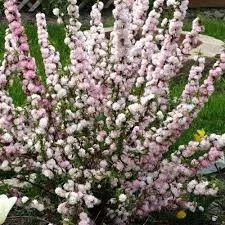 Flowering Almond