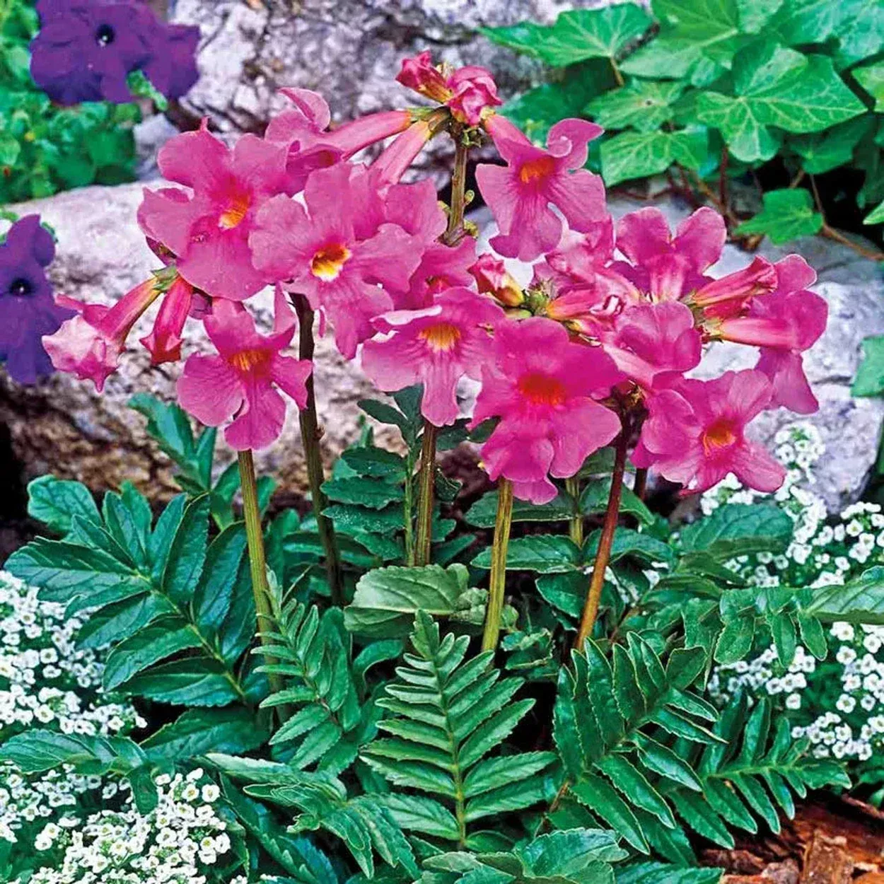 Flowering Fern™