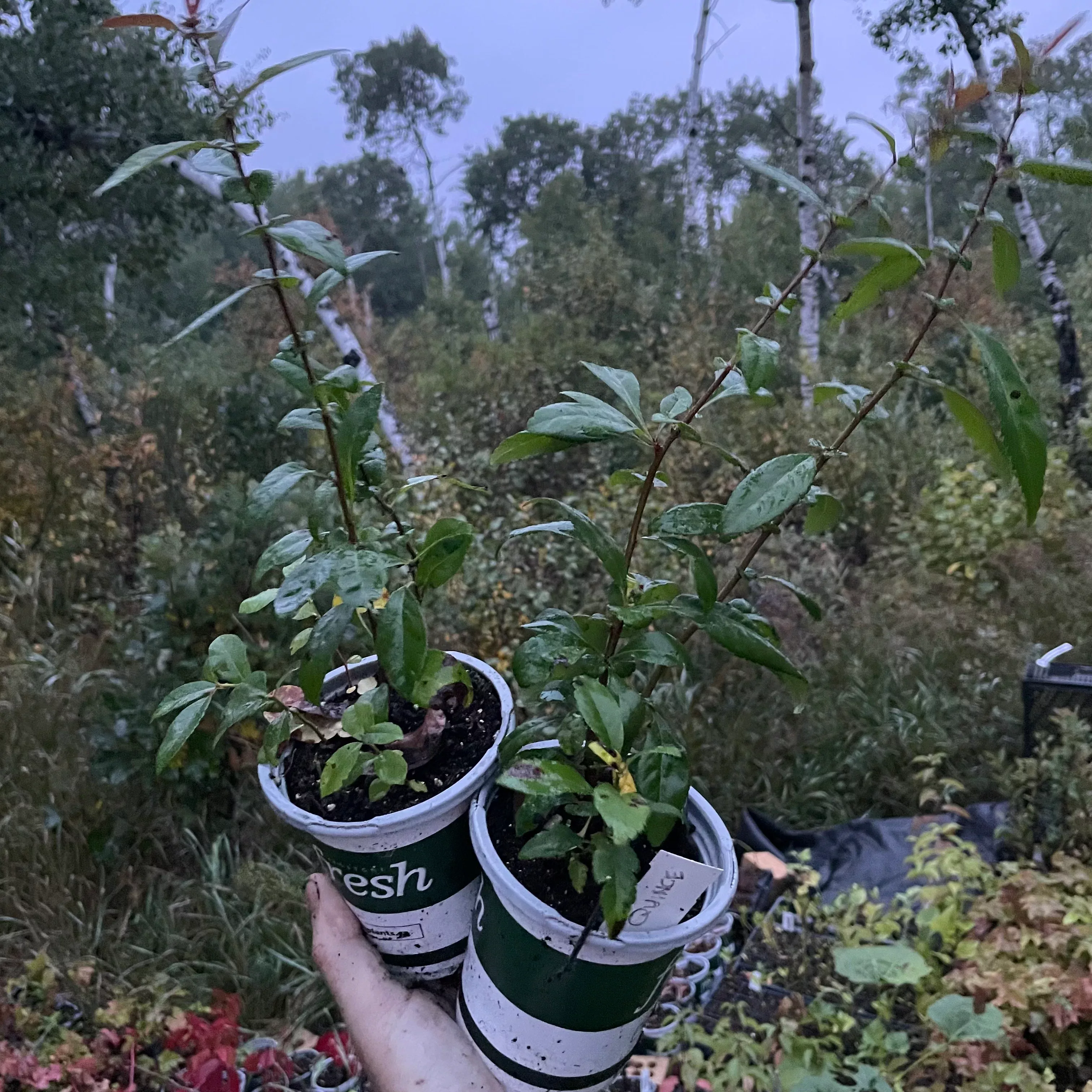 Flowering Quince Seedlings (Cydonia sp.) - Zone 4