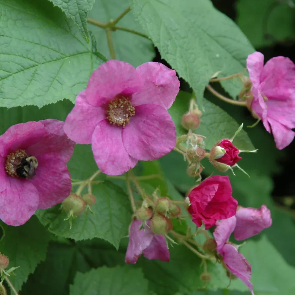 Flowering Raspberry