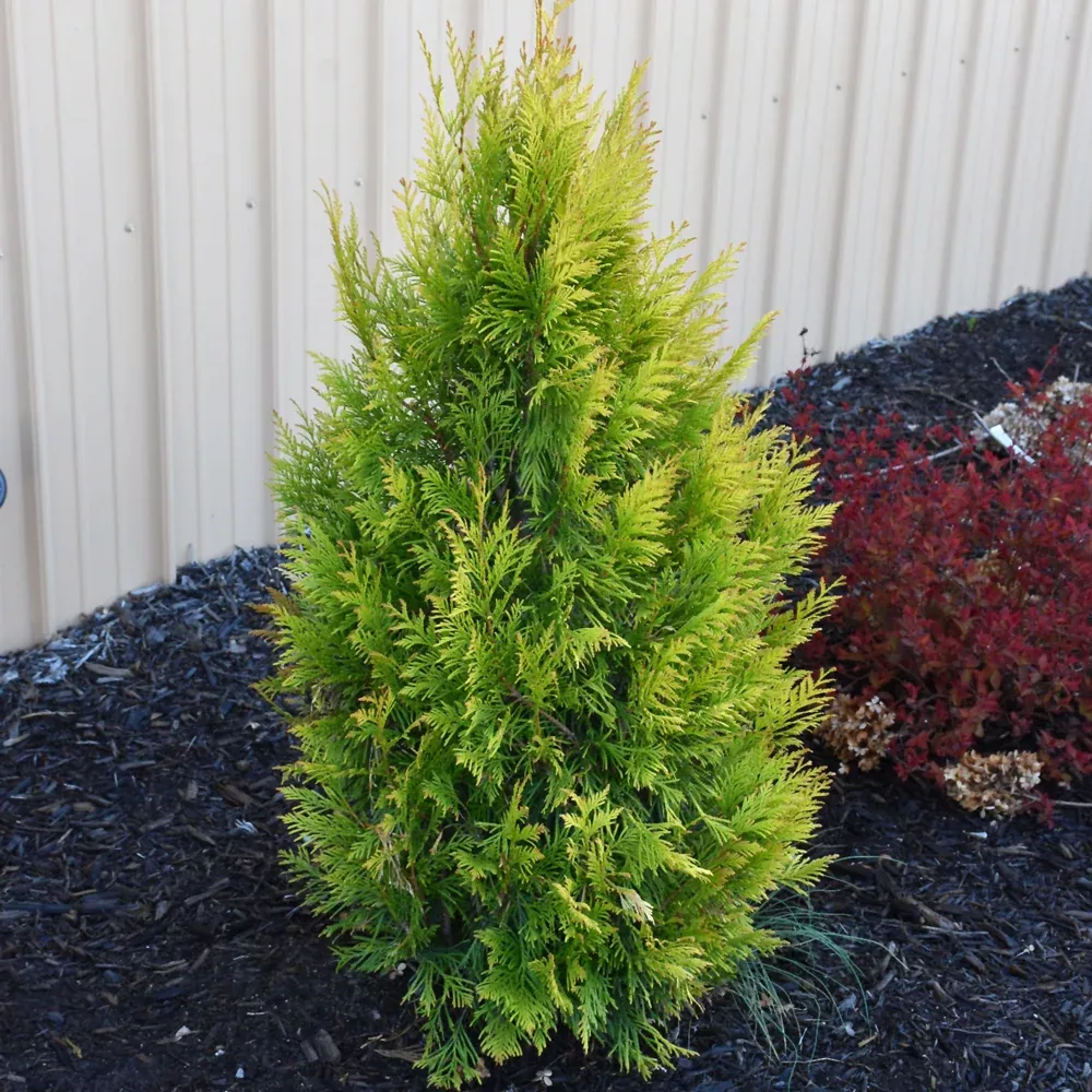 Fluffy Arborvitae