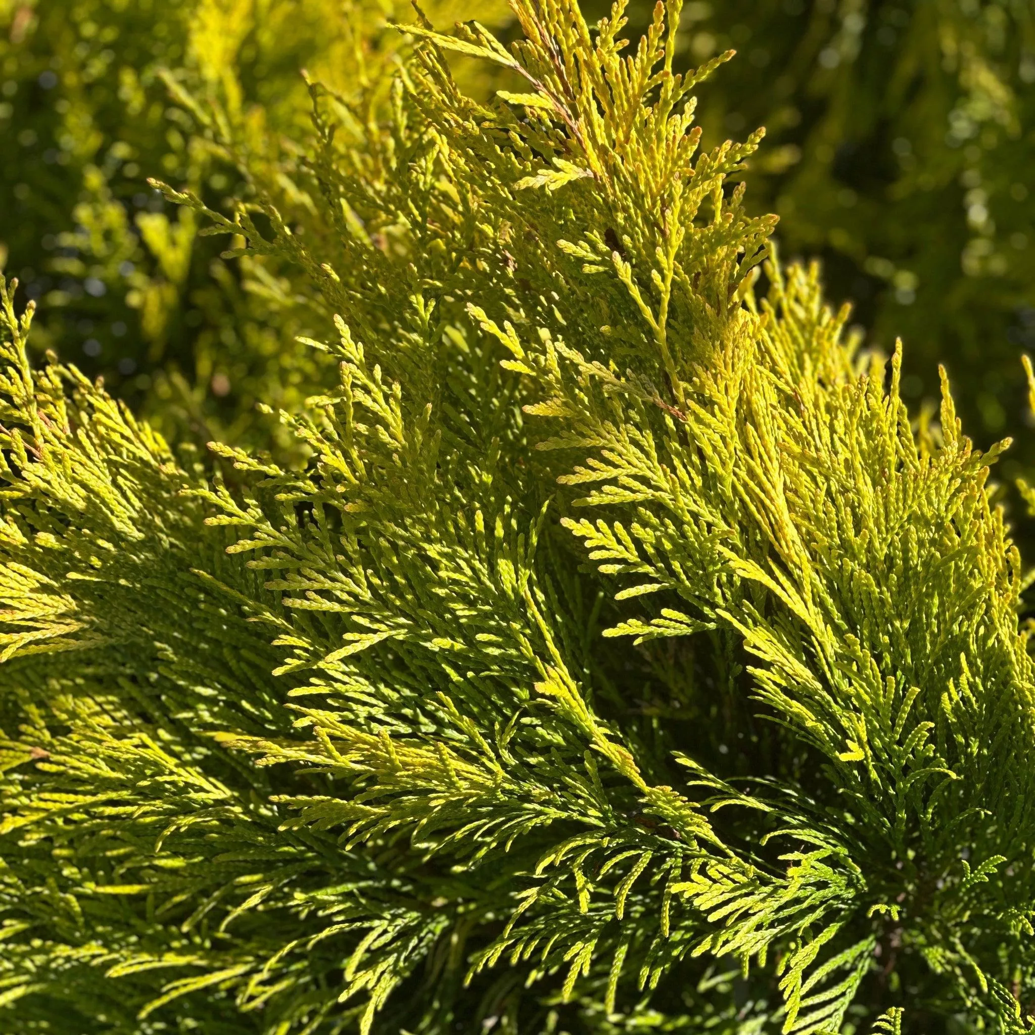Fluffy Western Arborvitae