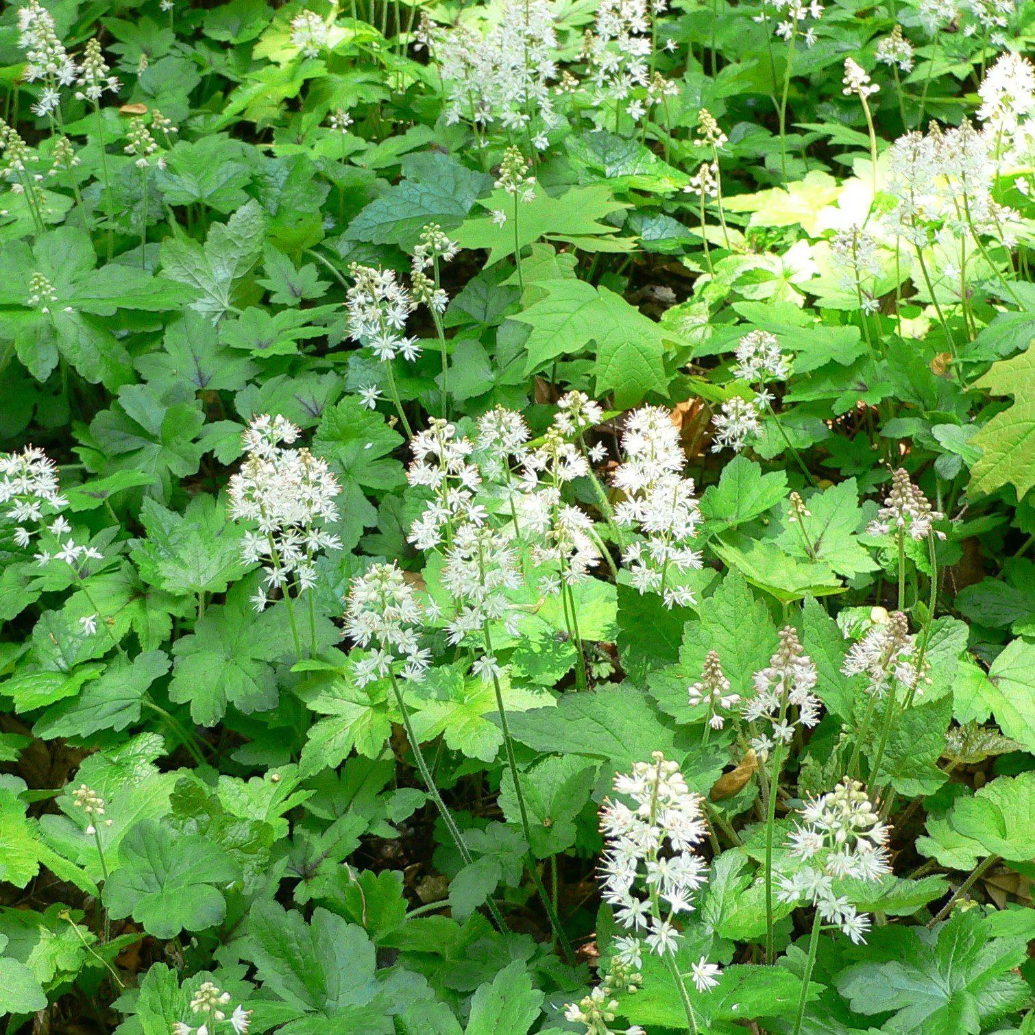 Foam Flower