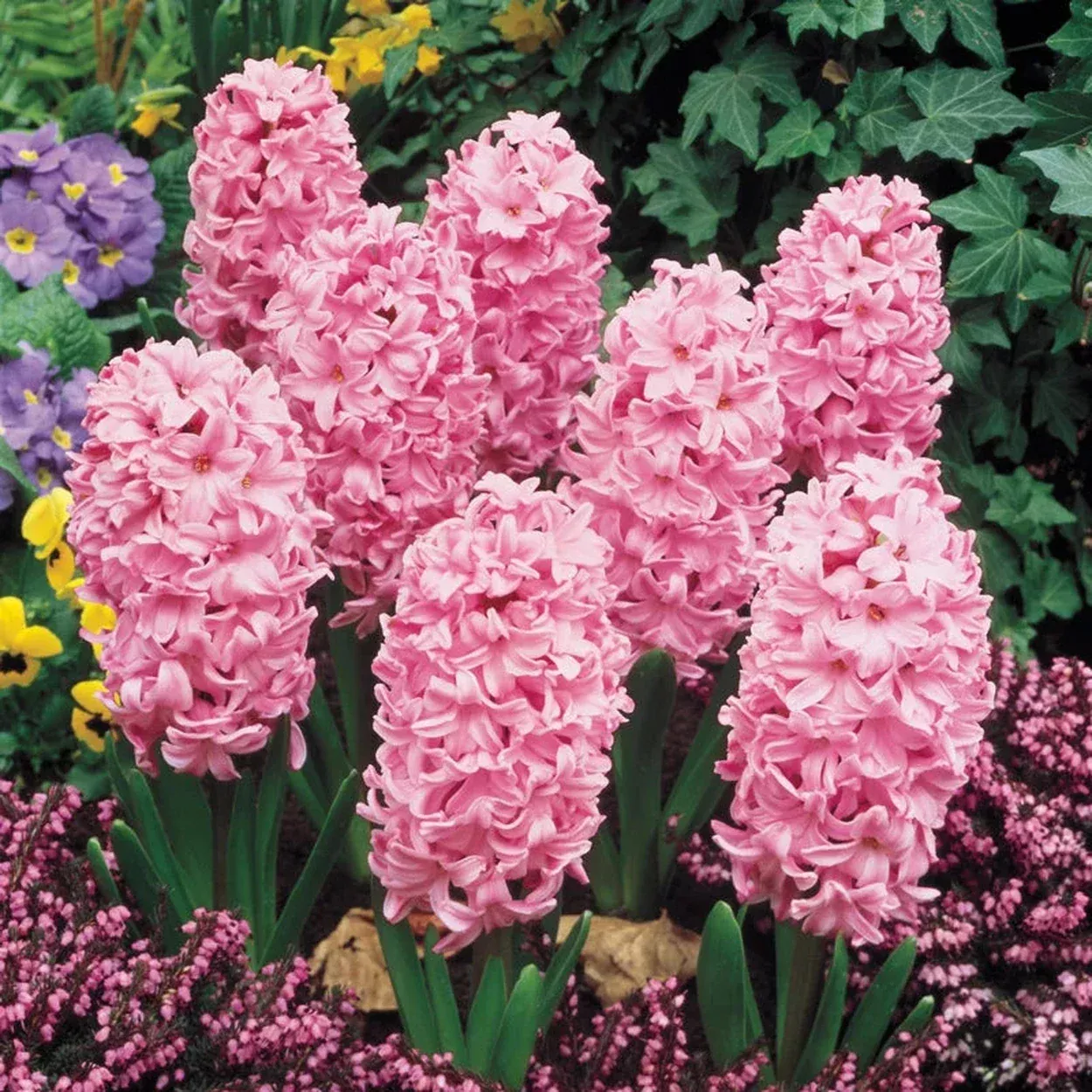 Fondant Fragrant Giant Hyacinth