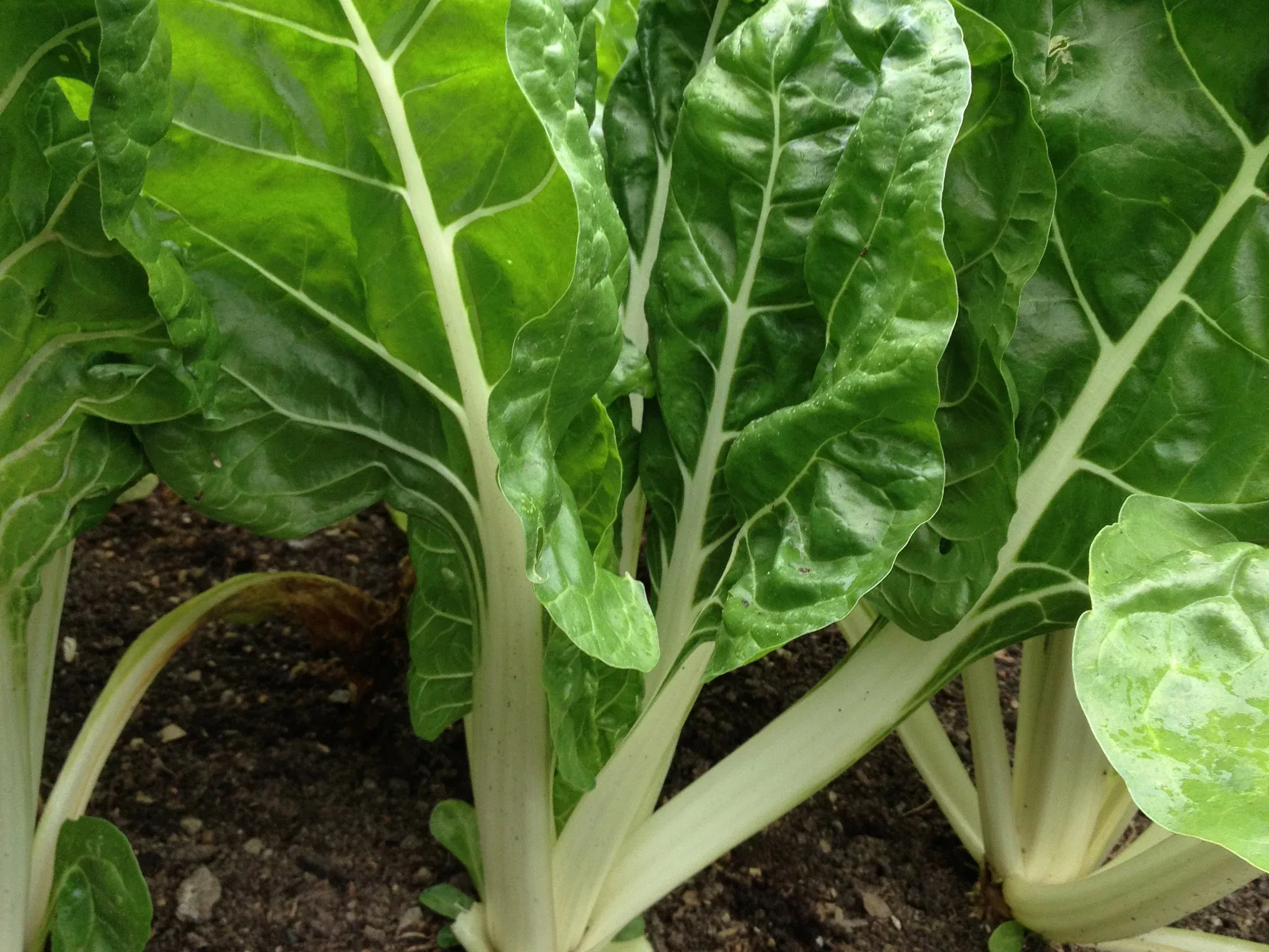 Fordhook Giant Organic Chard Seeds