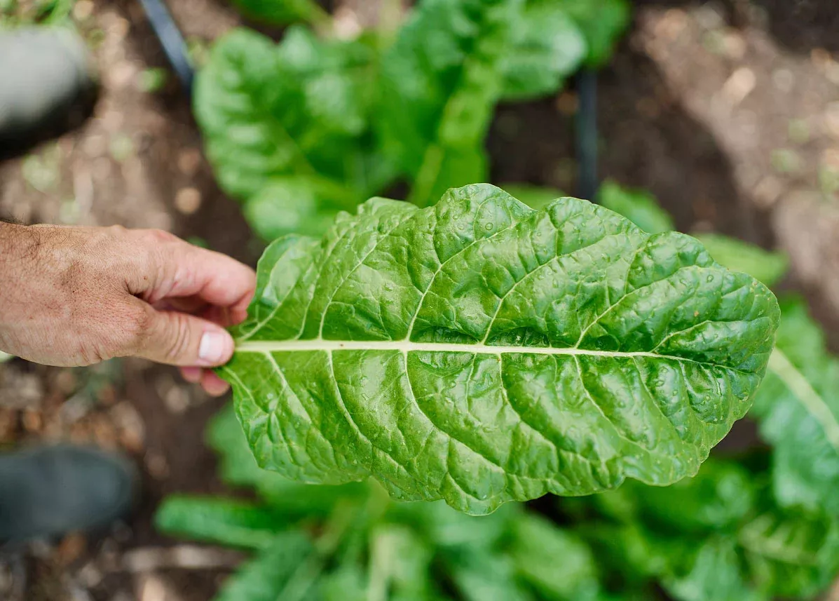 Fordhook Giant - Organic Swiss Chard Seeds