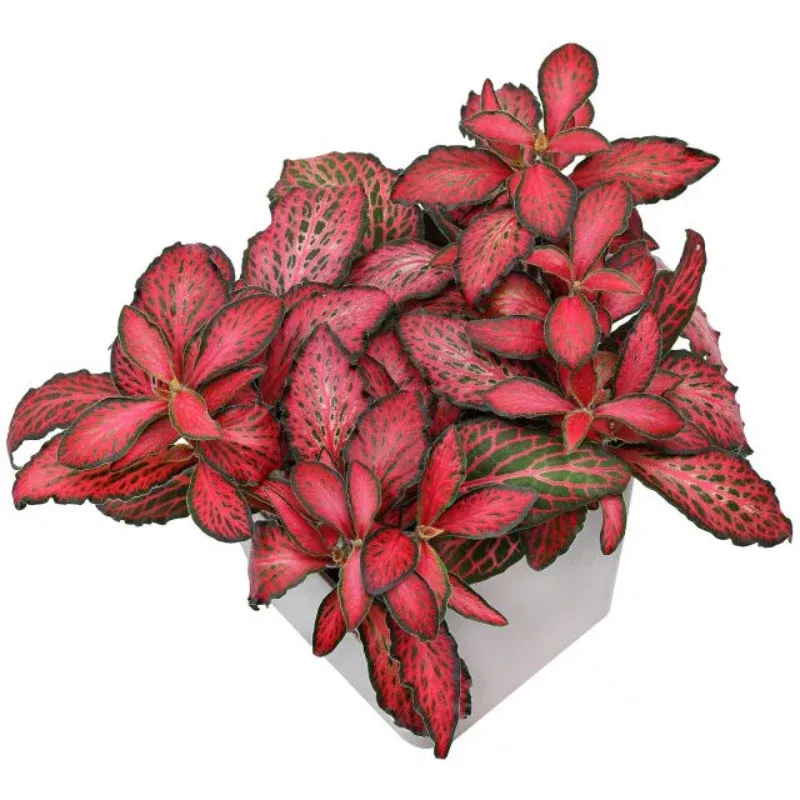 Forest Fittonia Plant Plug (Fittonia albivenis 'Forest') – Lush Green Veined Leaves. Great for Terrariums or Low-Light Spaces
