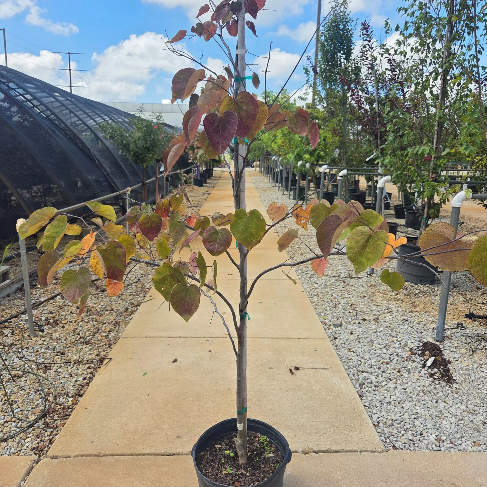 Forest Pansy Redbud Tree - Cercis canadensis - Potted Tree (Multiple Sizes)