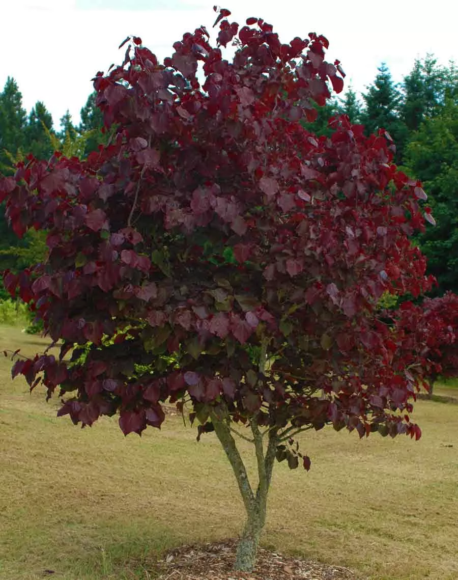 Forest Pansy Redbud Trees