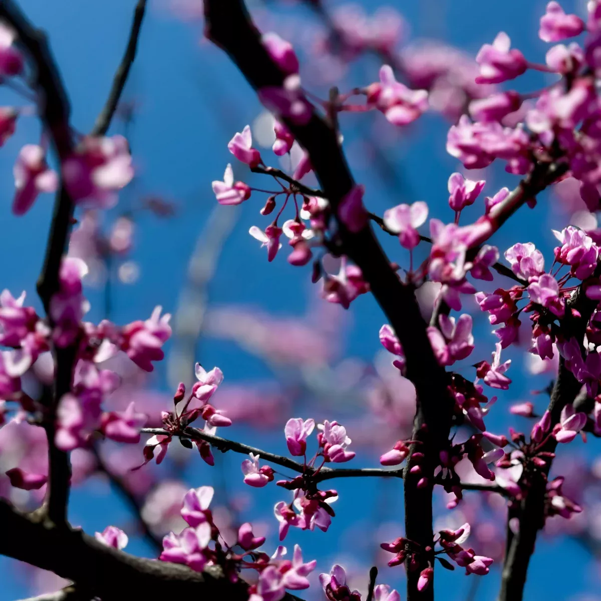 Forest Pansy Redbud