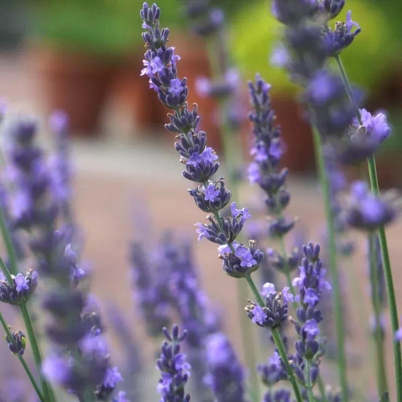 Forever Blue Lavender Plant Plug (Lavandula angustifolia 'Forever Blue') – Long-Blooming Purple Flowers for Gardens.