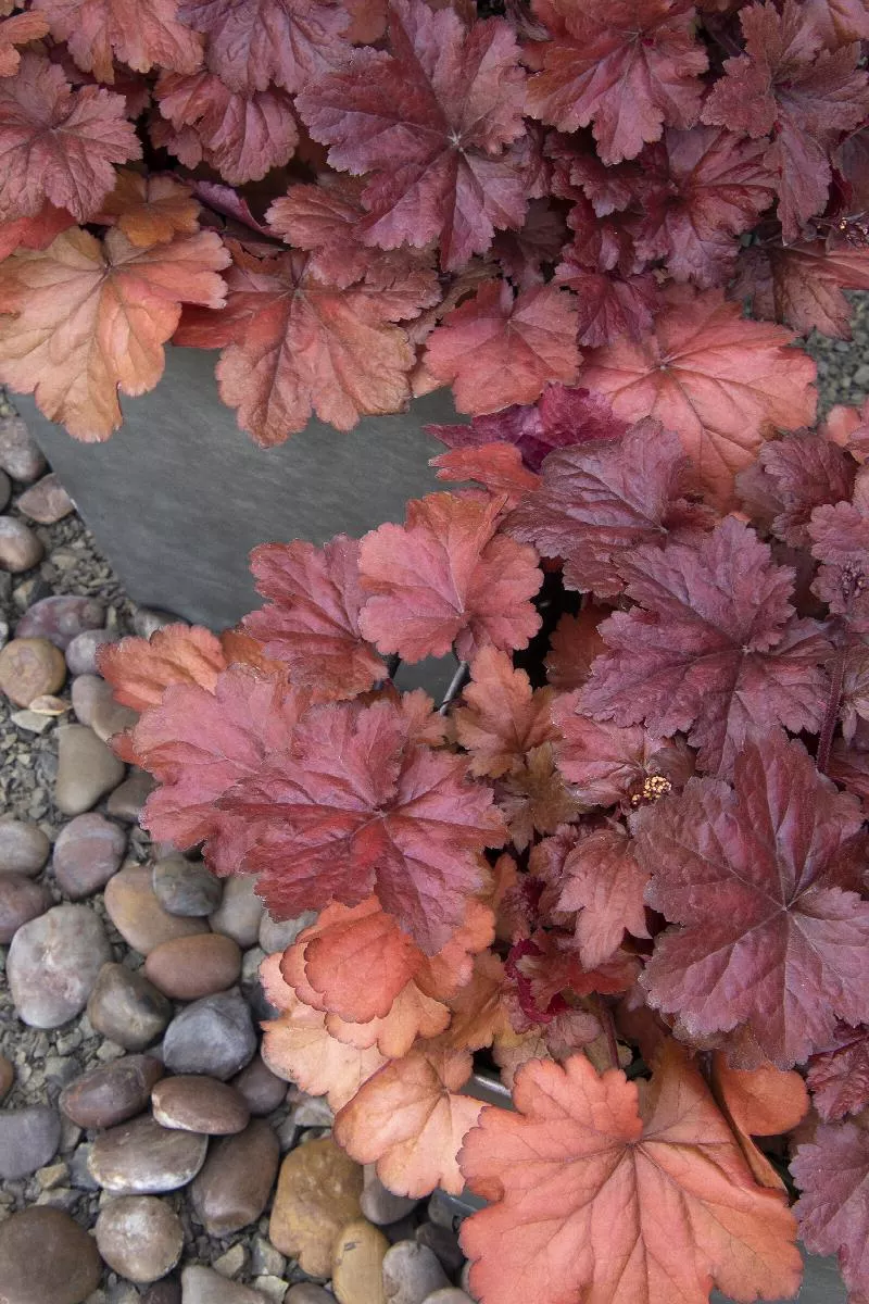 Forever Red Heuchera