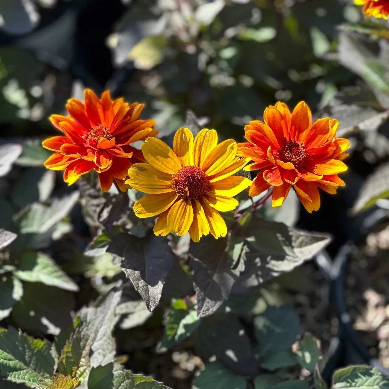 Forged in Fire False Sunflower