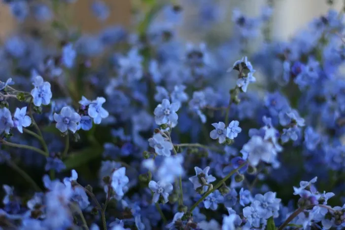 Forget-Me-Not, Chinese ‘Firmament’