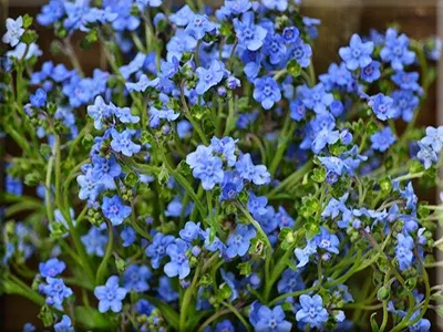 Forget Me Not