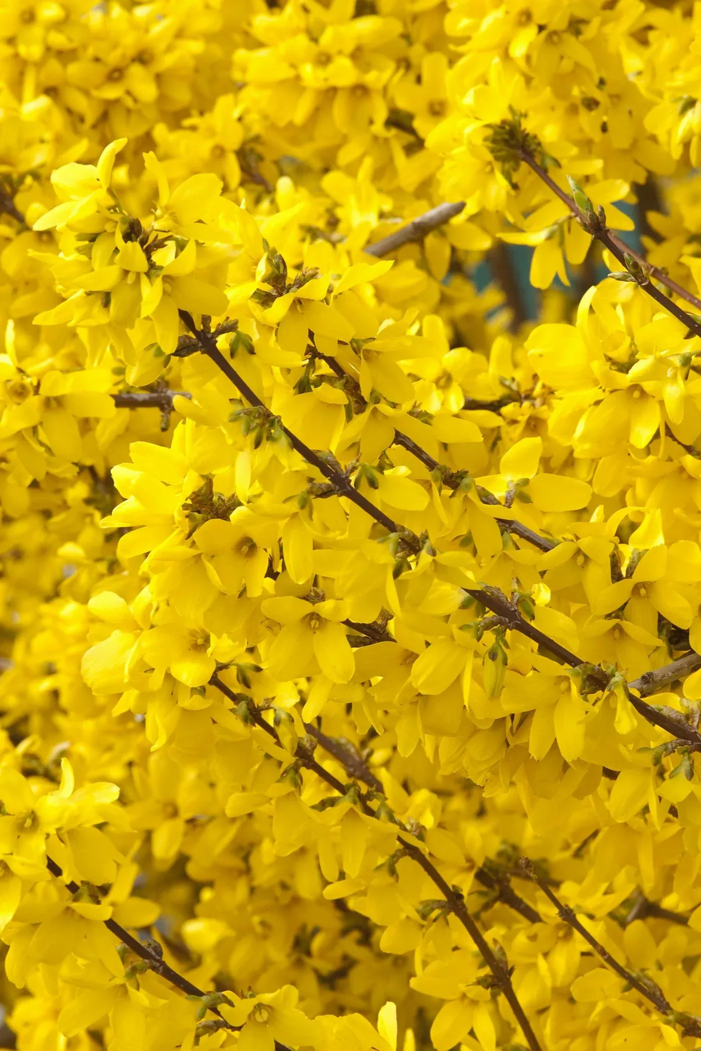 Forsythia intermedia 'Spring Glory'