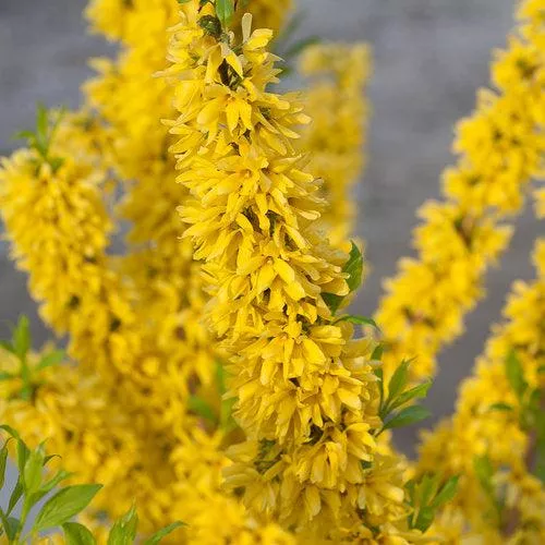 Forsythia x intermedia 'Mindor'- Show Off Forsythia