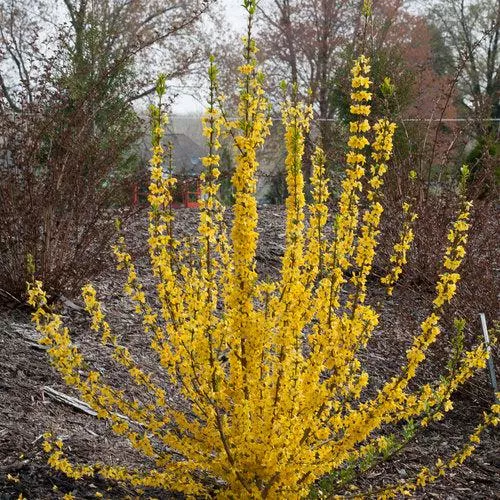 Forsythia x 'Minfor6'- Show Off Starlet Forsythia