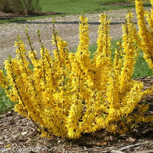 Forsythia x 'NIMBUS' USPP 23,838- Show Off Sugar Baby Forsythia
