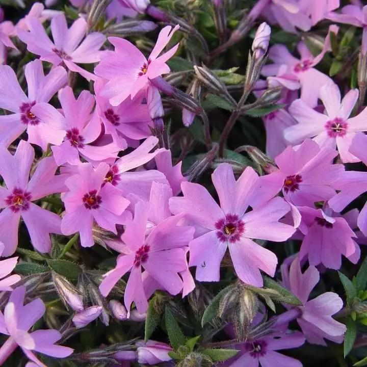 Fort Hill Moss Phlox
