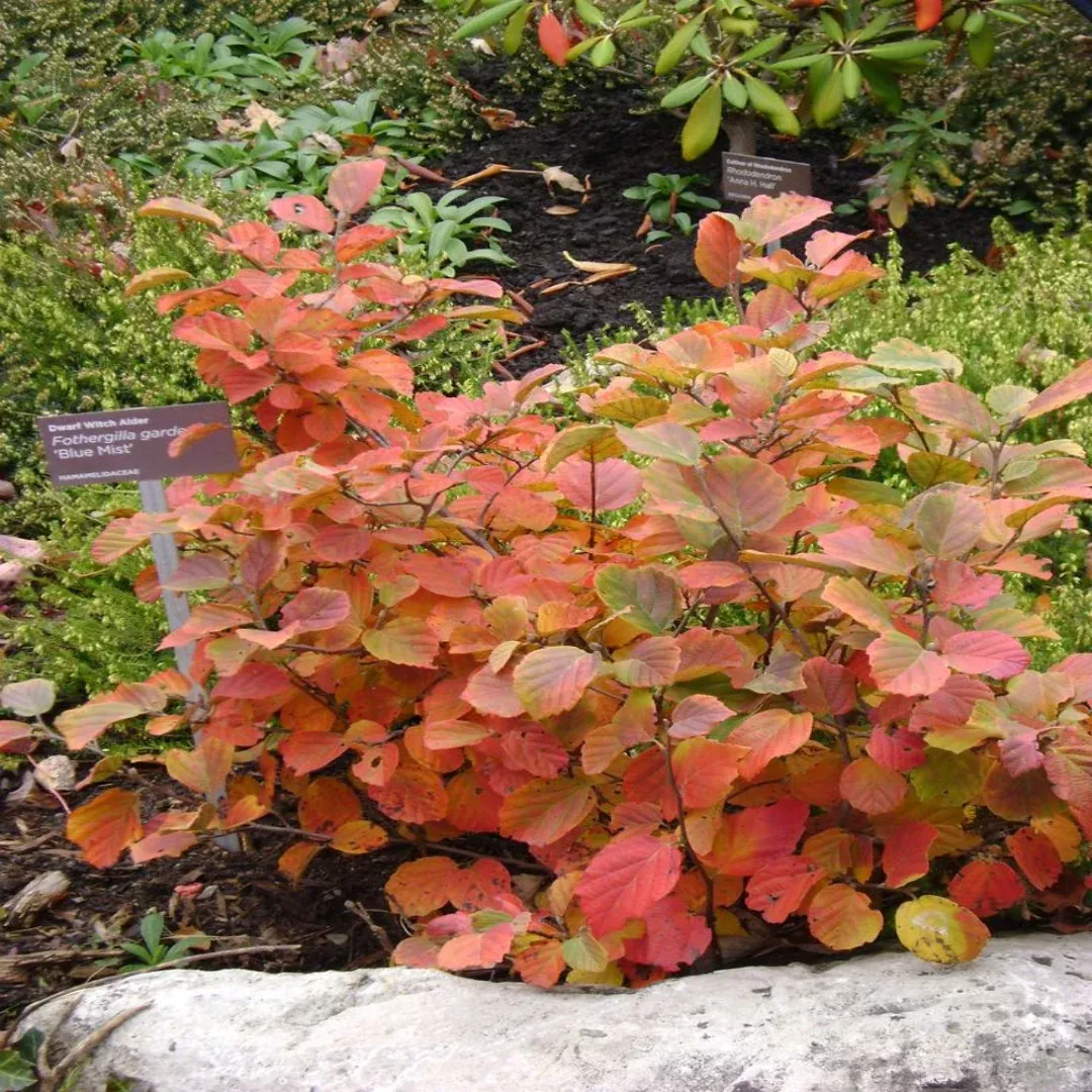 Fothergilla Gardenii 'Blue Mist