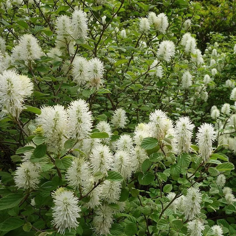 Fothergilla gardenii- Dwarf Fothergilla