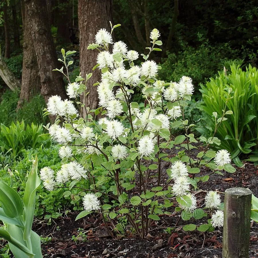 Fothergilla major 'Mount Airy'- Mount Airy Fothergilla