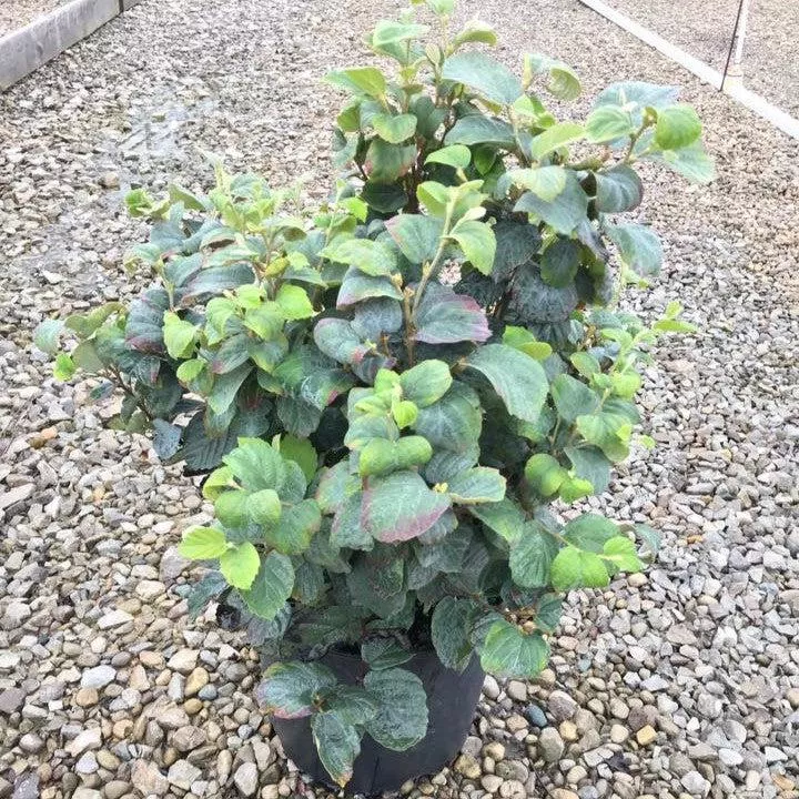 Fothergilla x intermedia 'Blue Shadow'- Blue Shadow Fothergilla