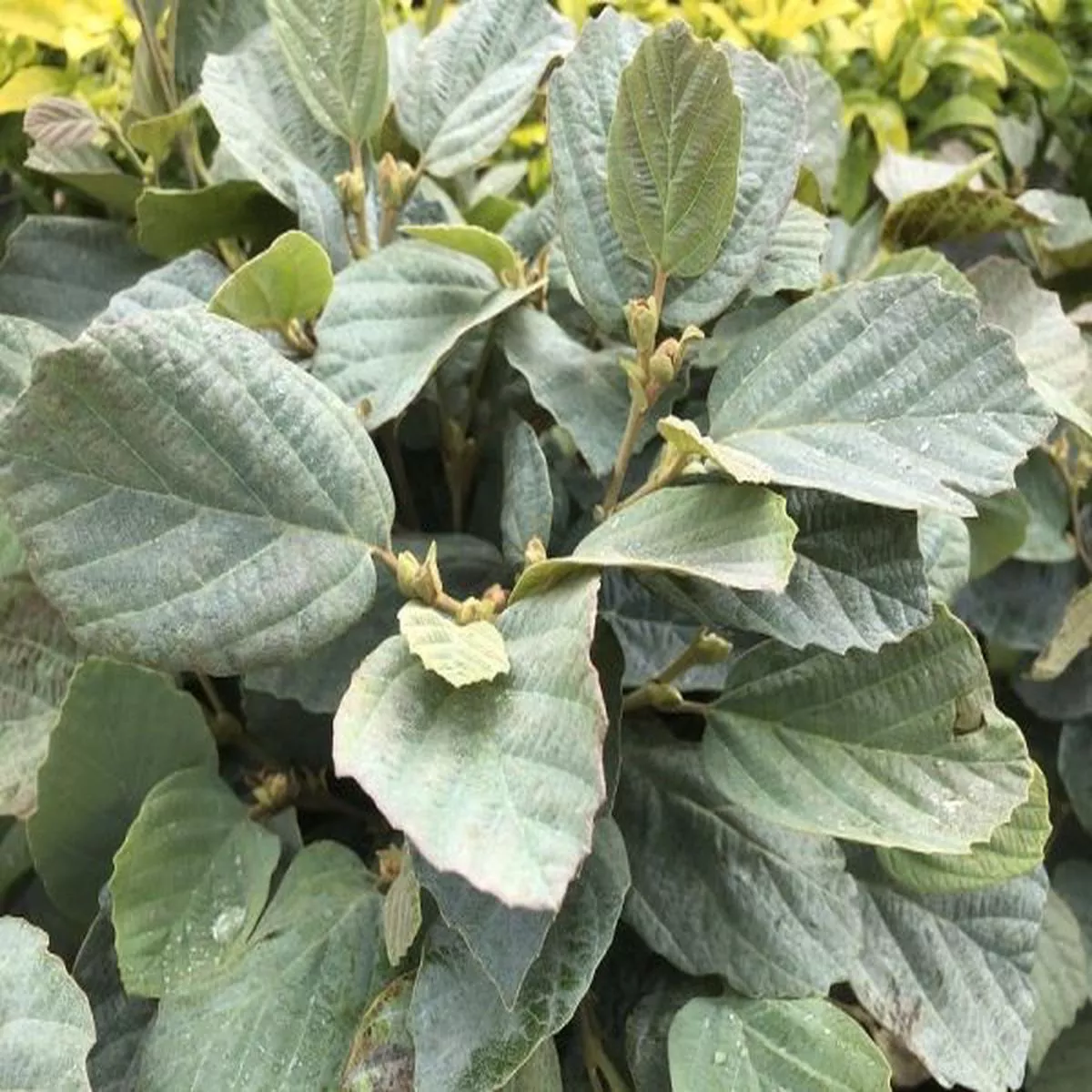 Fothergilla x intermedia Blue ShadowWitch Alder