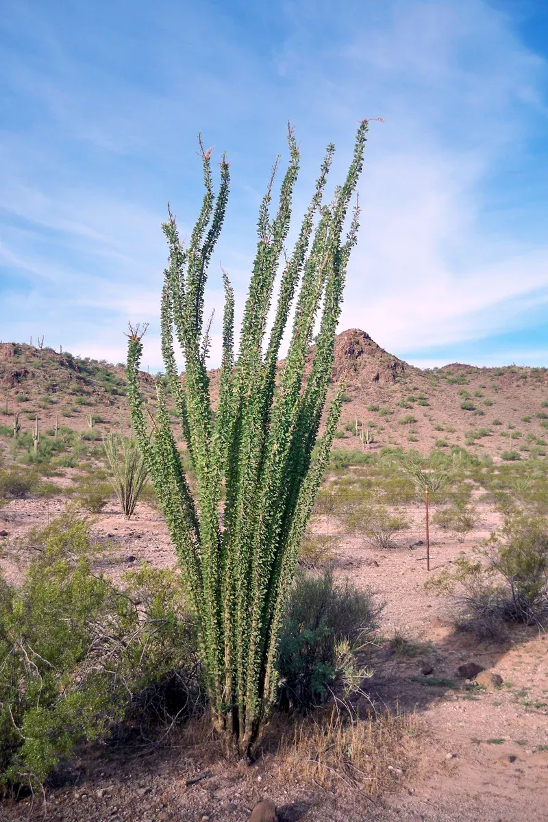 Fouquieria splendens 25 Seeds - Ocotillo