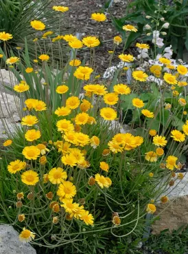 Four Nerve Daisy