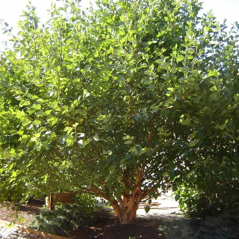 Fox Valley Dwarf River Birch