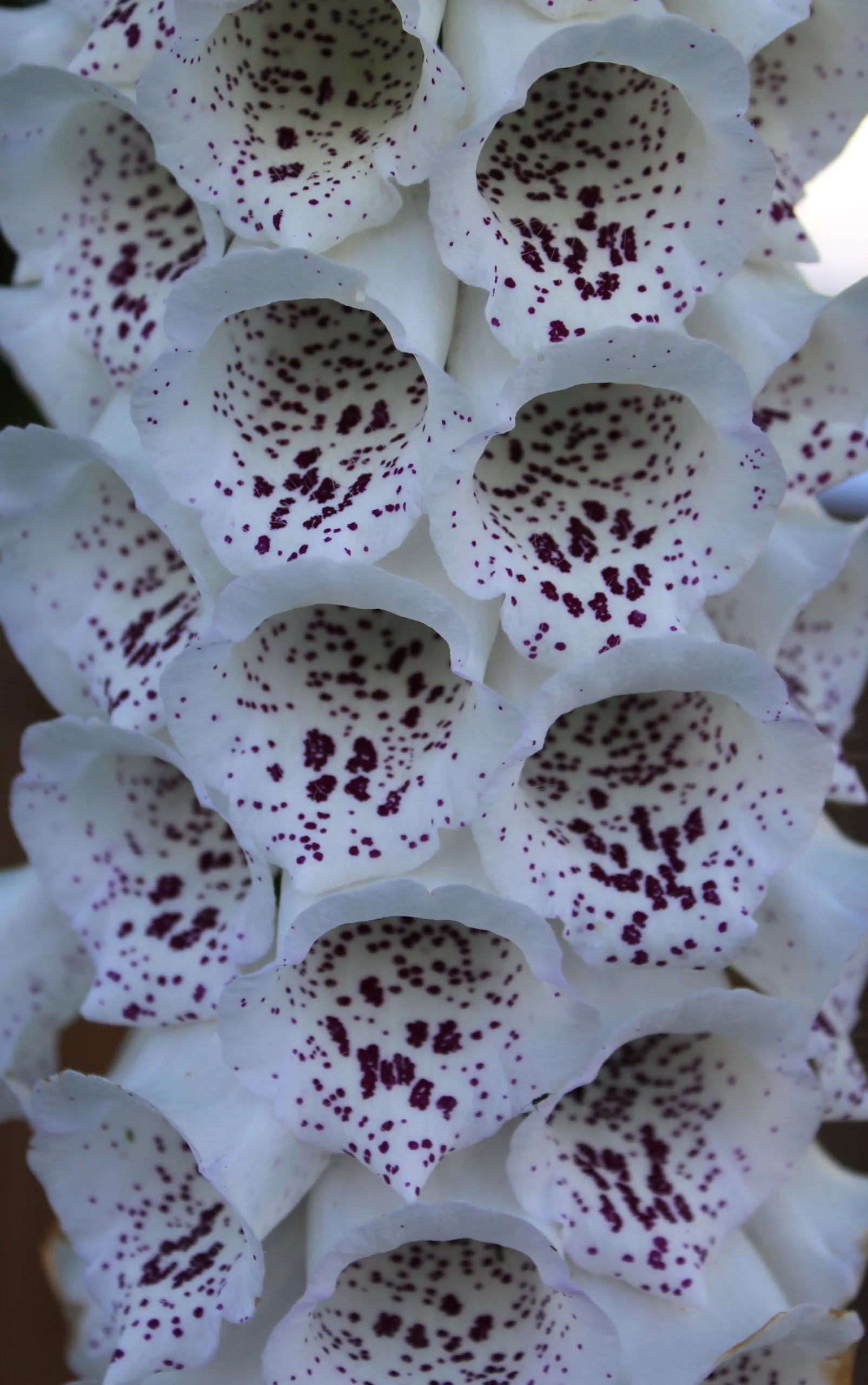 Foxglove, Common ‘Fairy Bells’