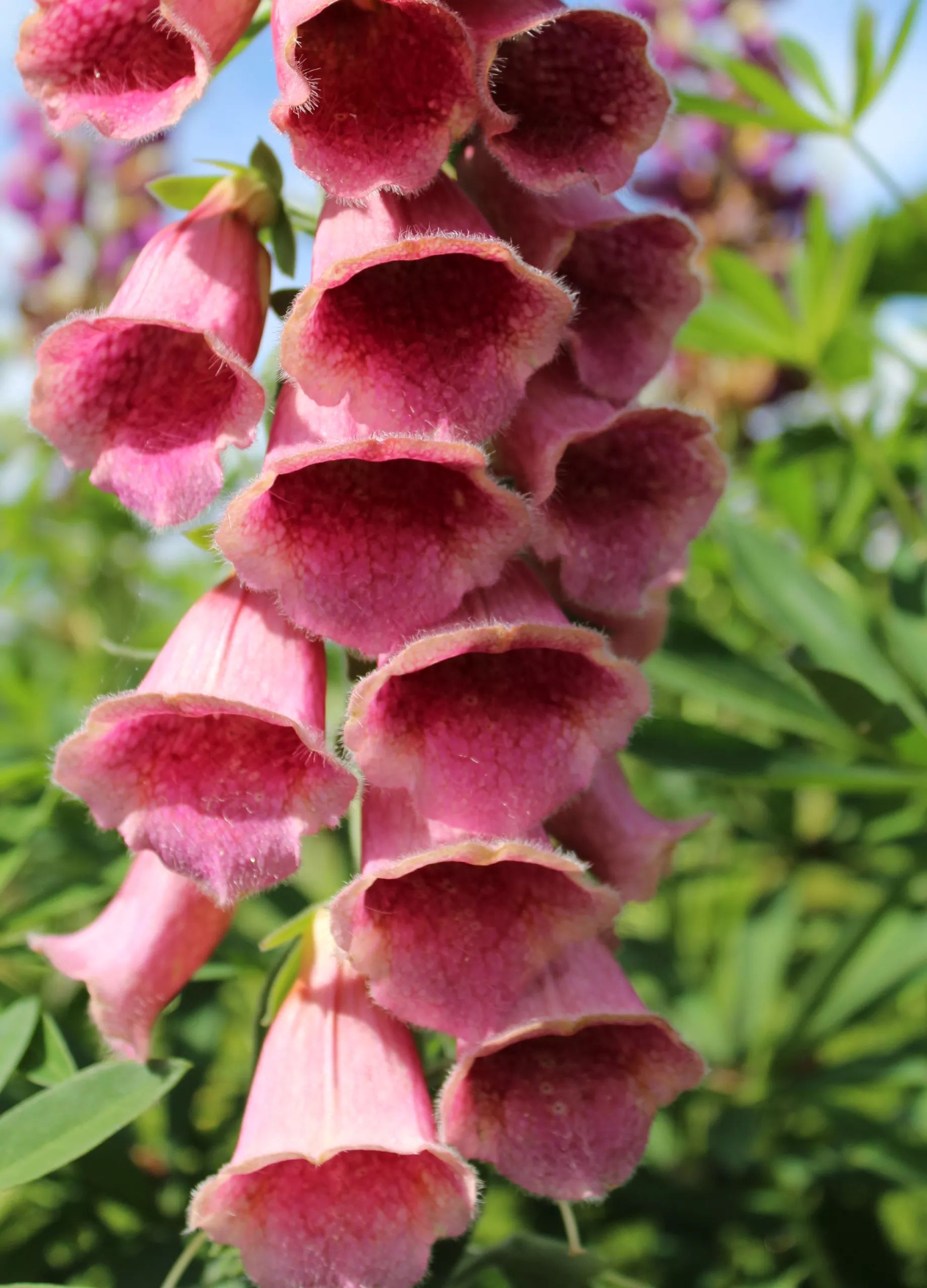 Foxglove, Strawberry
