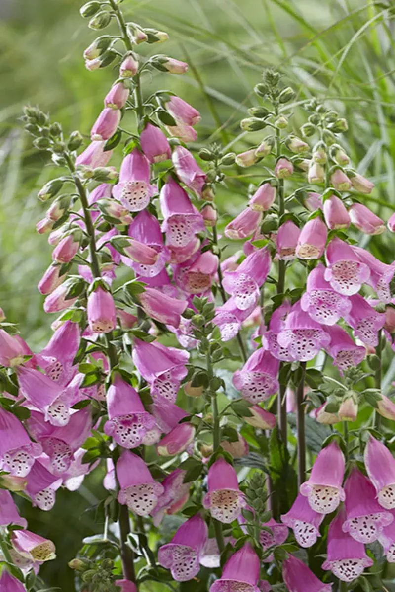 Foxglove vars