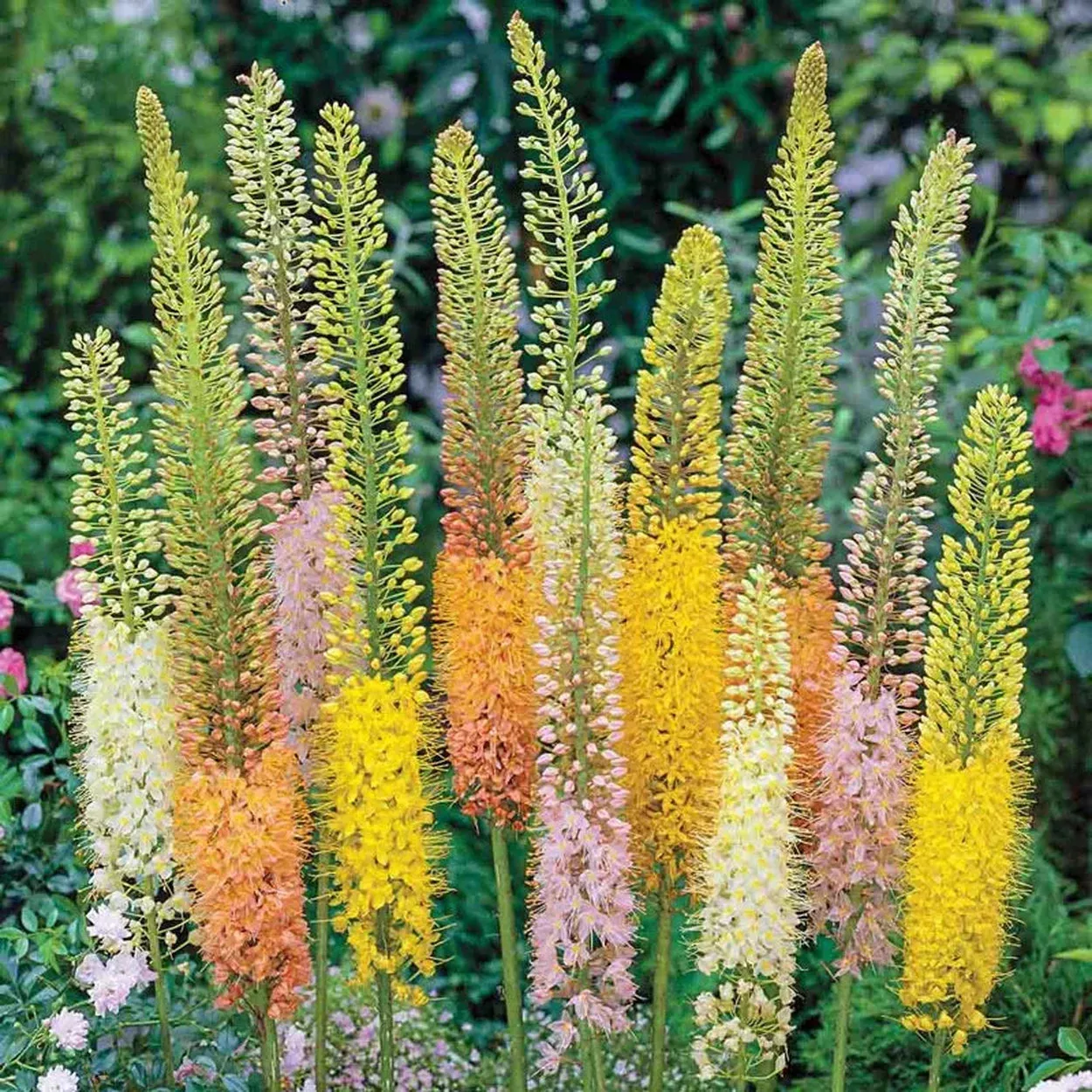 Foxtail Lily Mixture