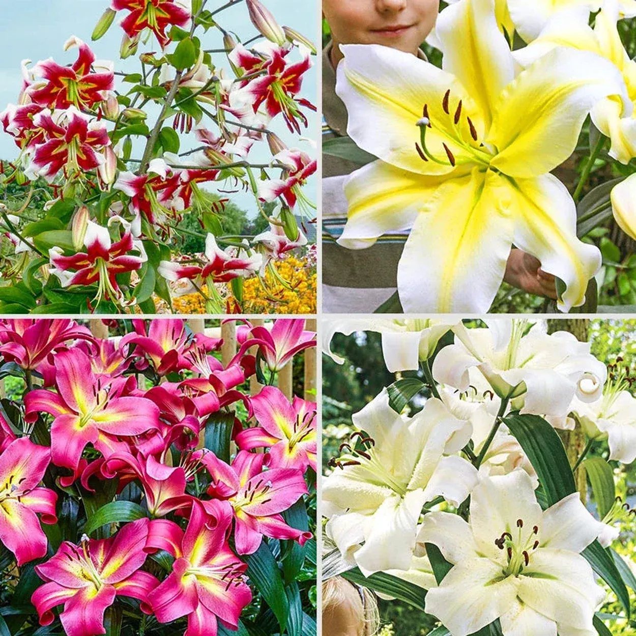 Fragrant Forest Lily Tree Collection