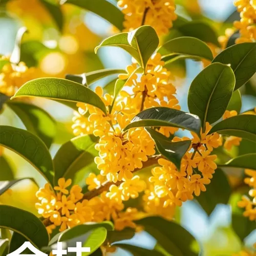 Fragrant Olive Seeds (Osmanthus fragrans cv. Loureiro)