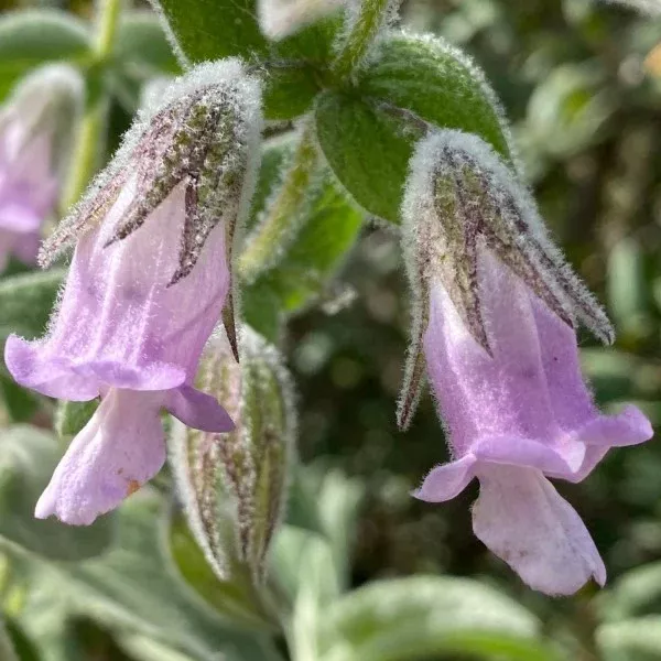 Fragrant Pitcher Sage