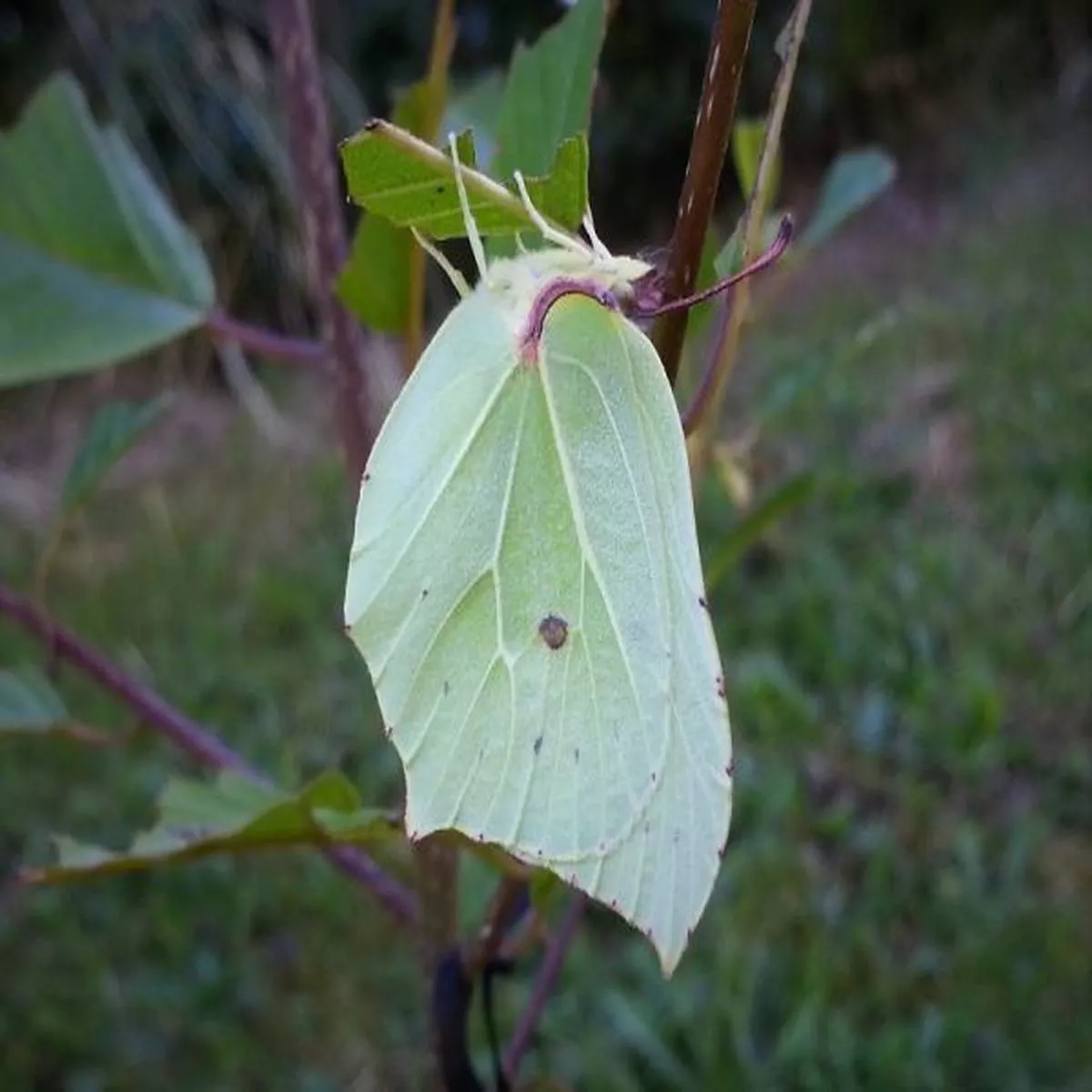 Frangula alnusAlder Buckthorn