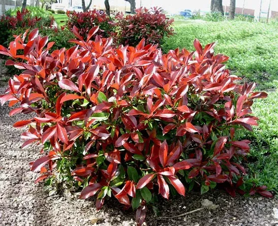 Fraser's Photinia