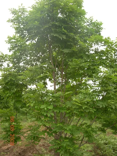 Fraxinus mandschurica