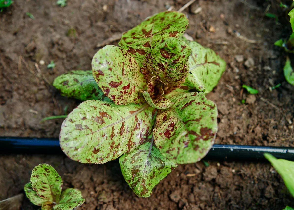 Freckles - Organic Lettuce Seeds