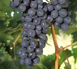 FREDONIA Vitis labruscaBUNCH GRAPE VINEBLACK SEEDLESS Zone 4