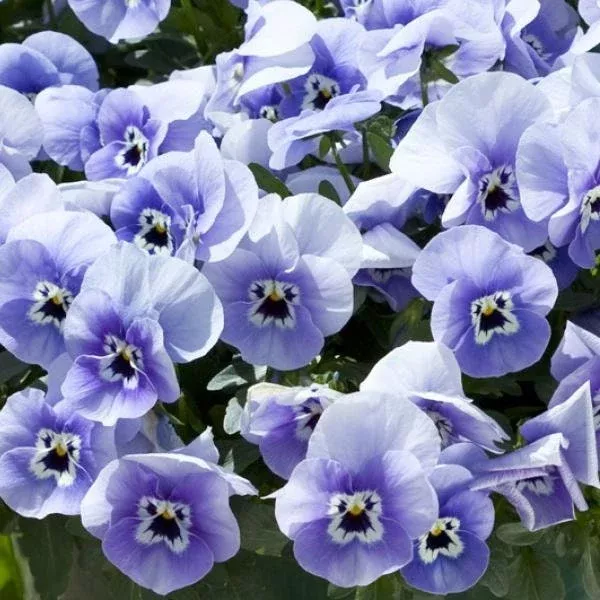 Freefall Marina Pansy Seeds, Viola X Wittrockiana, VL2420